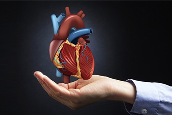 Heart
