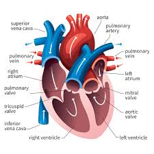 Heart